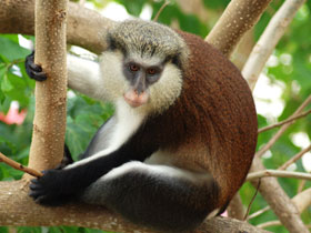 Monkey, Grenada