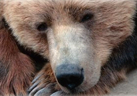 Grizzly Bear, Sea kayaking holidays off Vancouver Island