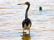 Heron, Cayman Islands. Photo by Cayman Islands Tourist Board