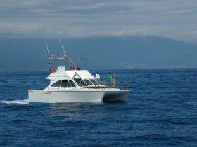 Azores conservation holiday, whales, dolphins and turtles