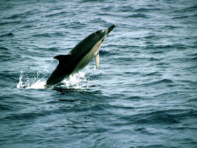 Azores conservation holiday, whales, dolphins and turtles