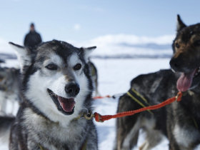 Arctic Finland dogsledding week & Northern Lights