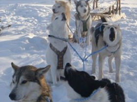 Winter activity and culture holiday in Finland