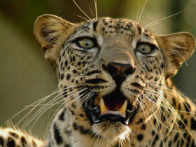 Arabian Leopard conservation in Oman