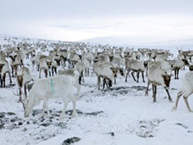 Lapand activity and cultural holiday in Finland