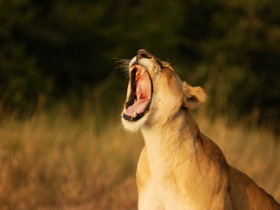 Kenya safari and sailing holiday