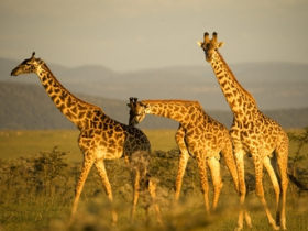 Kenya wildlife holiday