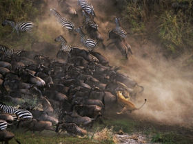 Kenya wildlife holiday
