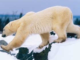 Polar Bear watching holiday, Canada