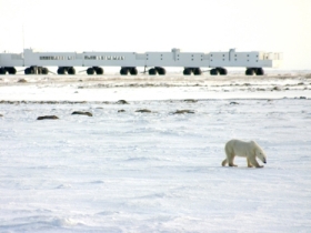Polar Bear watching holiday, Canada