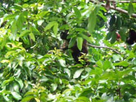 Costa Rica jungle accommodation