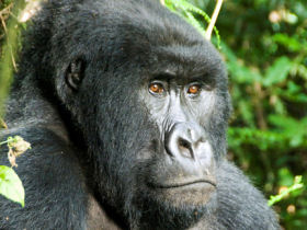 Burundi and Rwanda holiday