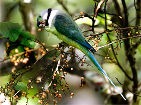 Kerala birdwatching holidays, Western Ghats