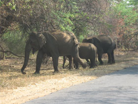 Kerala & Tamil Nadu mountain biking holidays, Western Ghats