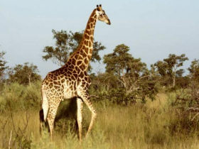 Botswana family adventure holiday