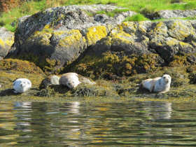 Common seal colony