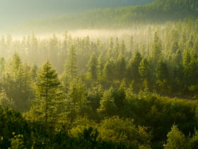 Wild Taiga wilderness area in Finland