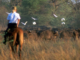Botswana horse trekking safari