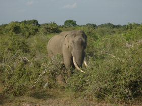 Sri Lanka wildlife and cultural holiday