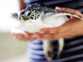 Turtle conservation project in the Maldives