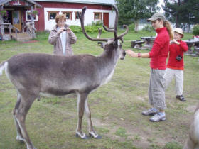 Visiting reindeer farm