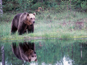 Wild Taiga self drive holiday in Finland