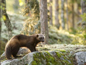 Wild Taiga self drive holiday in Finland