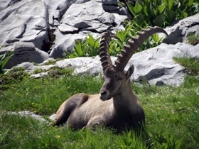 French Alps self guided walking holiday