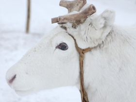 Wedding in Finland, Sami Land