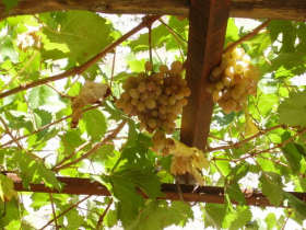 Walking and wine tasting holiday in Dubrovnik, Croatia
