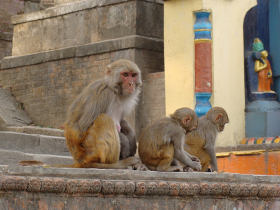 Teach in Buddhist monasteries, Nepal