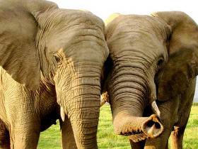 Wildlife conservation volunteering in South Africa 