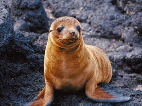 Galapagos wildlife cruise