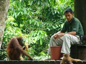 Sepilok feeding