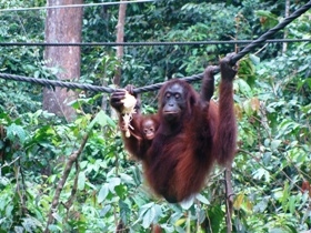 Sepilok orang-utan