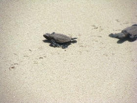Selingan Island turtles