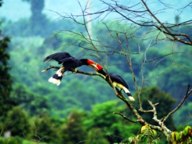 Borneo family holiday, tailor made