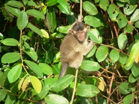 Borneo family holiday, tailor made