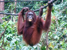 Borneo family holiday, tailor made