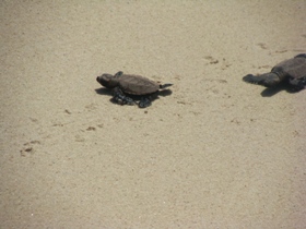 Borneo family holiday, tailor made