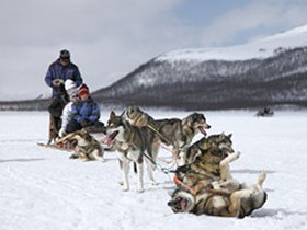 Learn how to mush huskies in Lapland