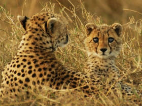 Masai Mara tour in Kenya