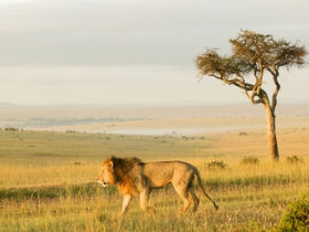 Masai Mara tour in Kenya