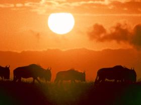 Tanzania  luxury safari
