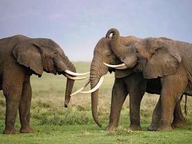 Tanzania  luxury safari