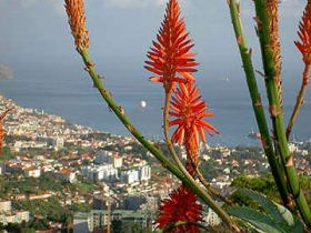 Madeira guided walking holiday, Portugal