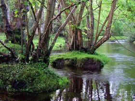 Volunteering taster days in the New Forest