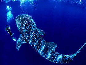 Northern Borneo wildlife tour