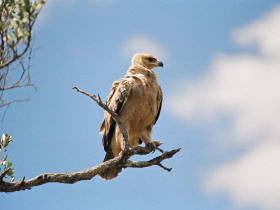 Luxury Kenya tour
