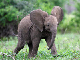 Luxury Kenya tour